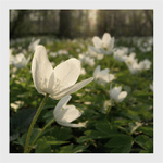 Dobrý večer, dobrou noc