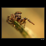 ..sedim na konari a..