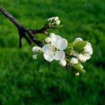 ...jeden z prvních jarních kvítků...