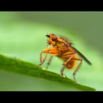 Žloutenka slintavá