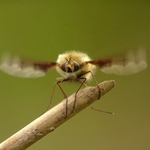 viděla sem a mizím