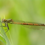 Šidélko ruměné (Pyrrhosoma nymphula)