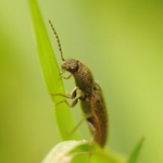 Kovařík narudlý ( Athous haemorrhoidalis )