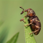 Klikoroh devětsilový ( Liparus glabrirostris )