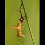 Nedokonalá proměna ( Hemimetabolie )