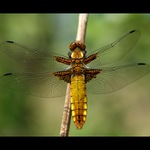 Vážka Ploská (samička)