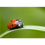 Sedmitečná barevná radost