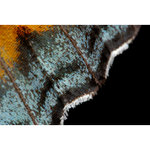 bělopásek topolový