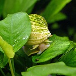 Lezu nebo plavu, kdo uhodne to z davu?