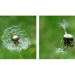 = Zestárli jsme, lásko... =