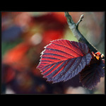 Pro radost z barev ...