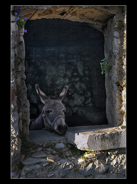 Croatian Donkey