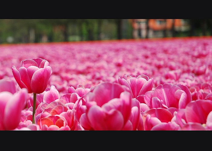 Spomienky na Holandsko