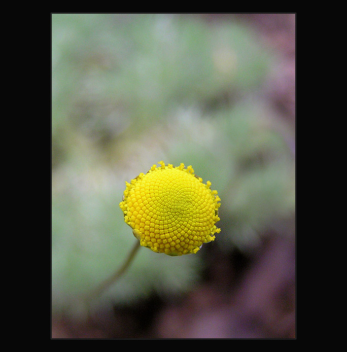 - flower V. -