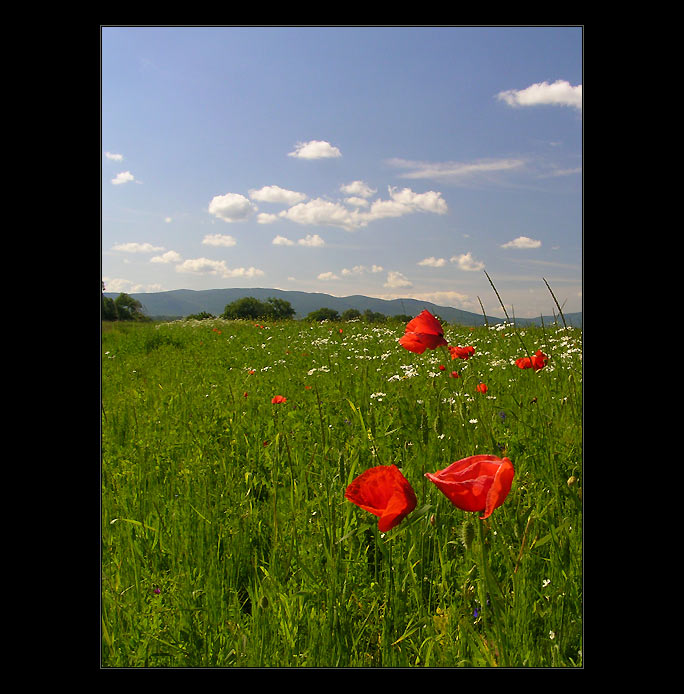  - maková -