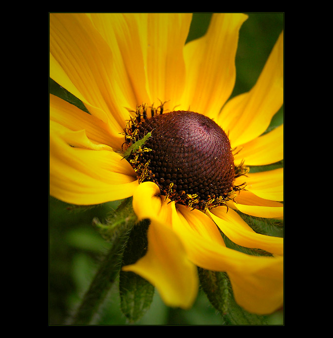 - summer III. -