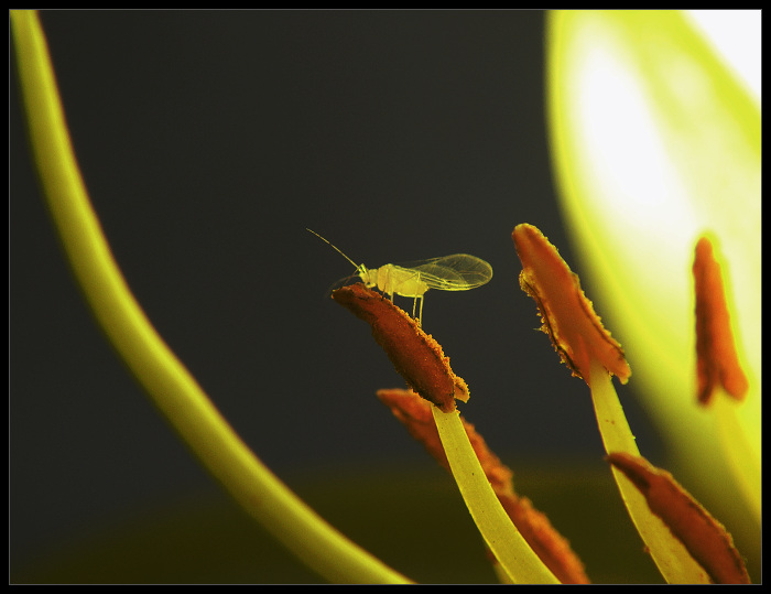 ......muška jenom zlatá