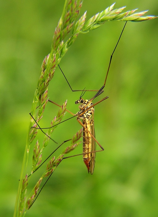 Já se pouštím :-)