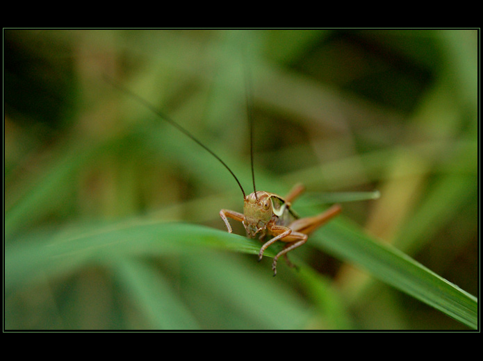Sedím na listě a je mi dobře :-)))