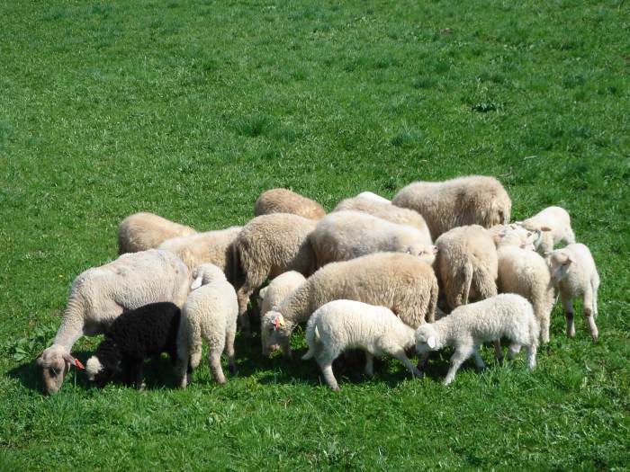 Black Lamb