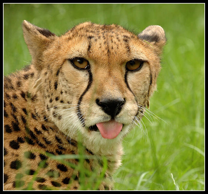 gepard