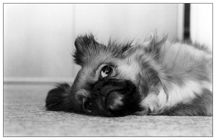 Nikolka - tibetský poštářový psík