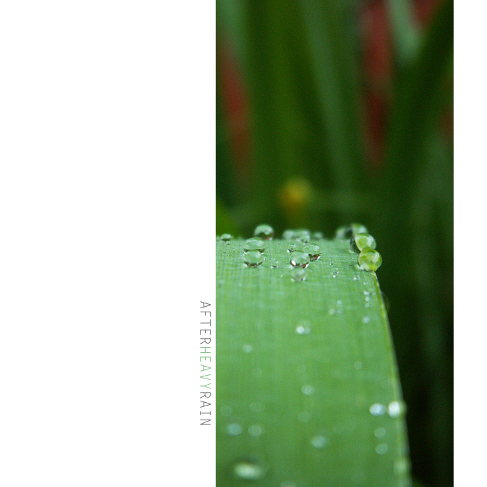 after heavy rain