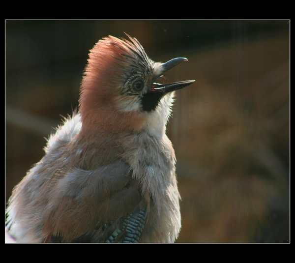Něco do zobáčku..