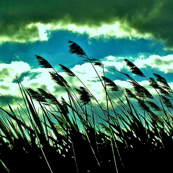 Rákosofka aneb Máváme Slunci