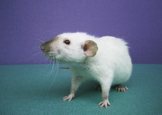 \'\'Fibie\'\'