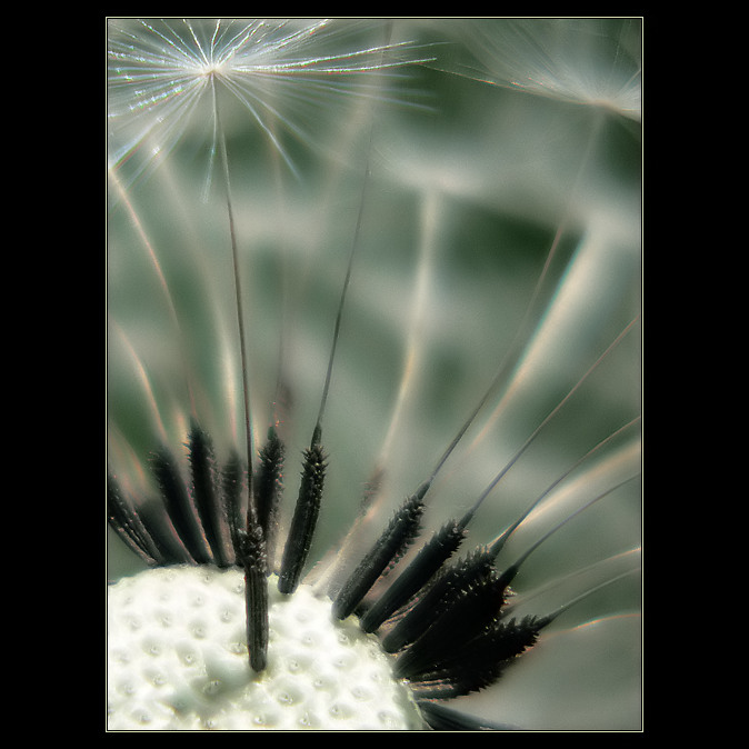 |SOFTNESS 2|