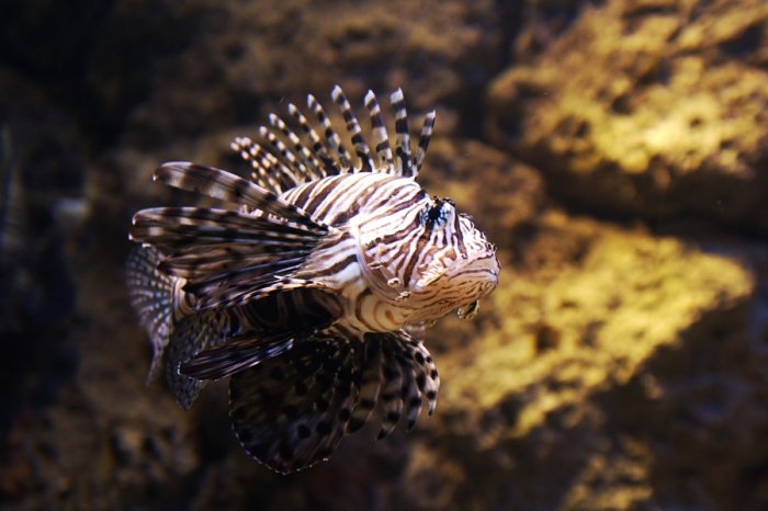 lionfish
