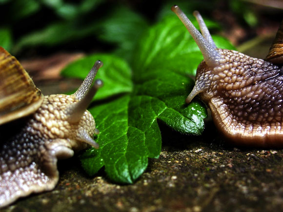 \"Koaliční smlouva\"