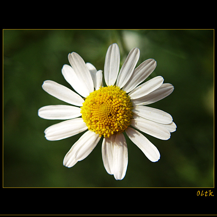 * PRO JEDNO KVÍTÍ SE SLUNCE NEROZSVÍTÍ...