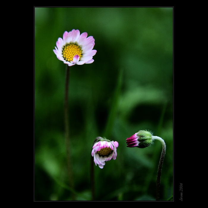 .. intriky ve stínu pampelišky ..