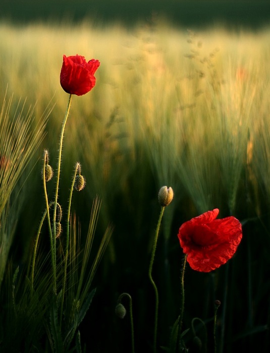 máky a zase máky ..