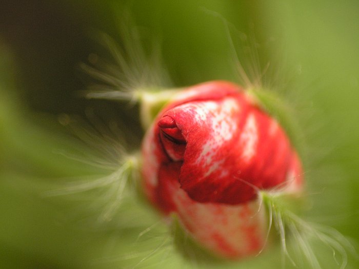 smyslná Pelargonie:-)