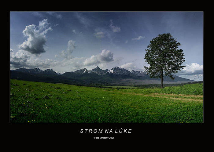 Strom na lúke