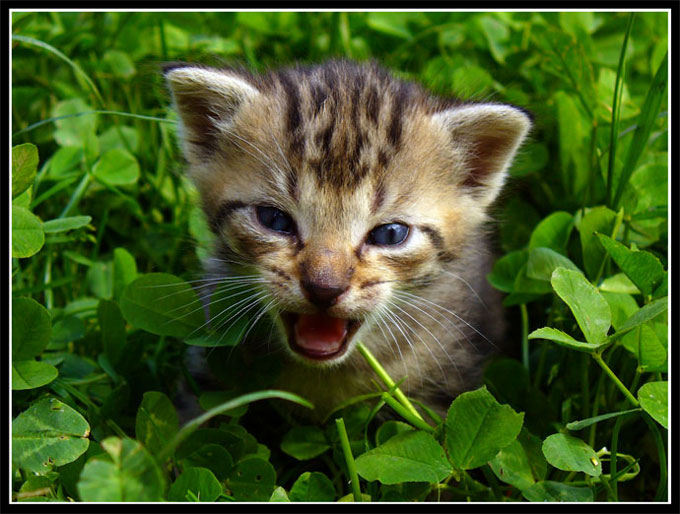 Kitten