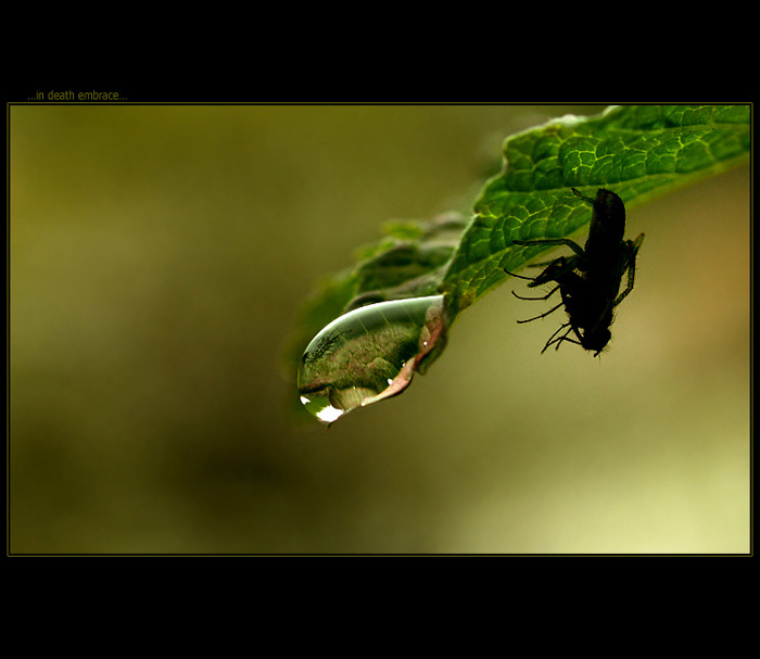 ...in death embrace...