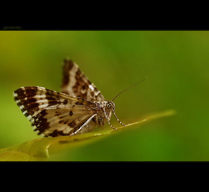 ...geometridae...