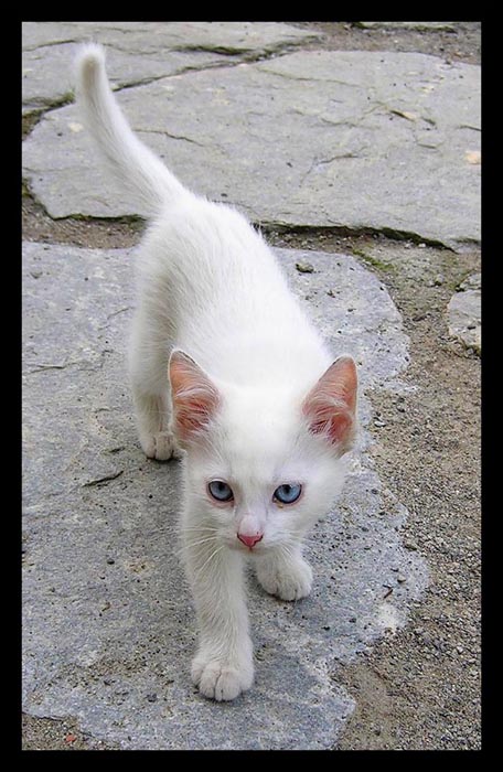 Číča na rakouském hradě v Gmündu