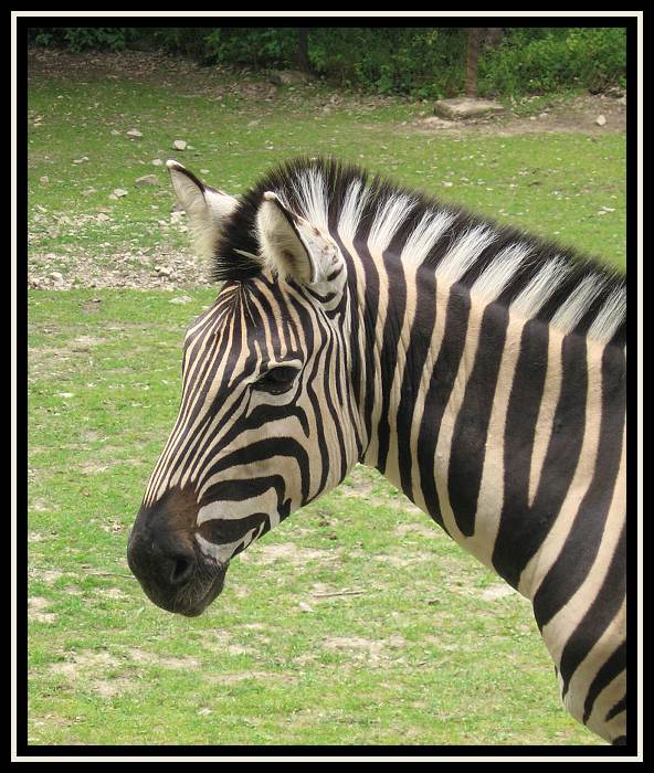Zebra