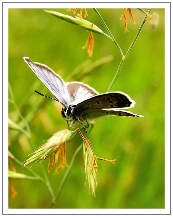  Pri sušení krídiel