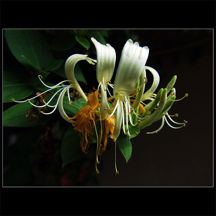 Lonicera caprifolium L.