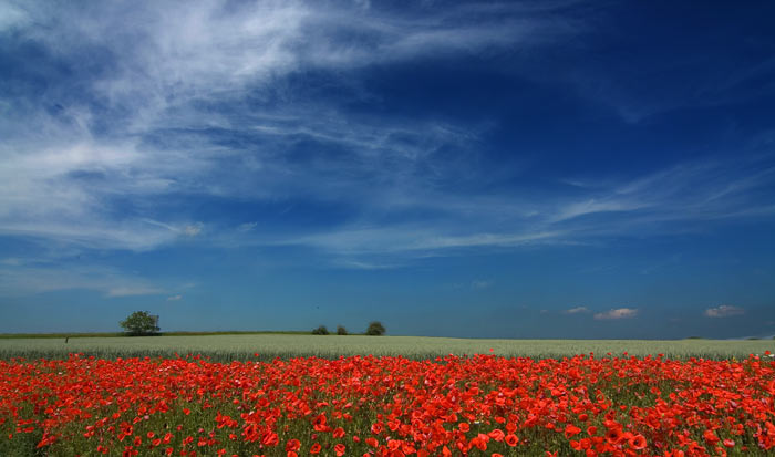 Colors of field II