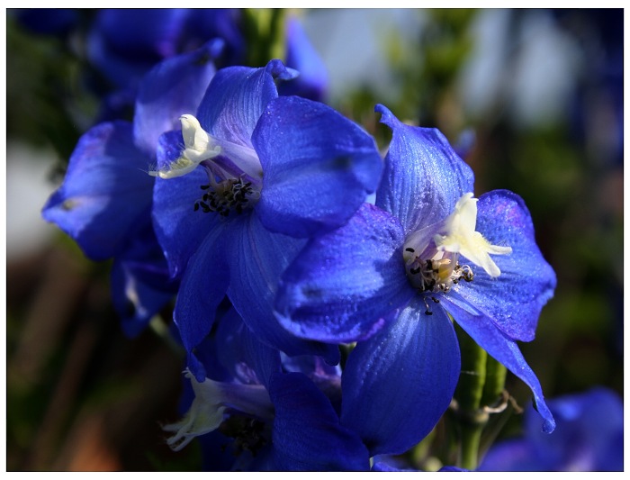 delphinium