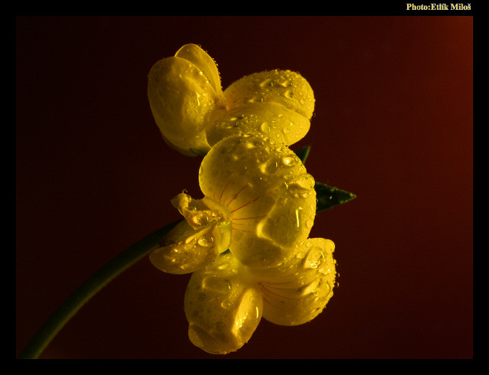 Makříčko - úspěšný test mezikroužku