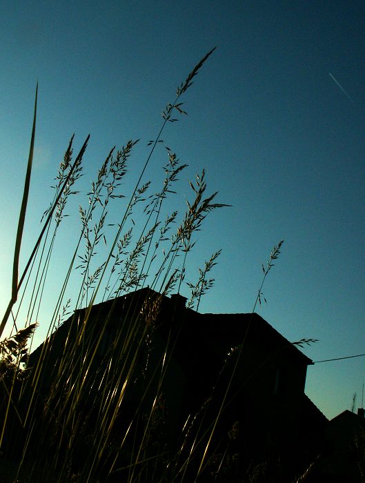 gras in d sity