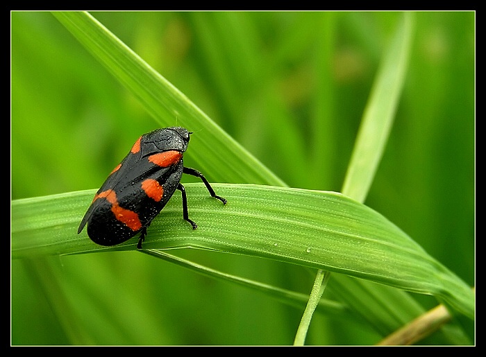 Ranné pozorovanie...
